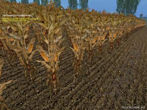 Мод "Maize Texture v1.0" для Farming Simulator 2015