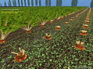 Мод "Sugarbeet Texture v1.0" для Farming Simulator 2015